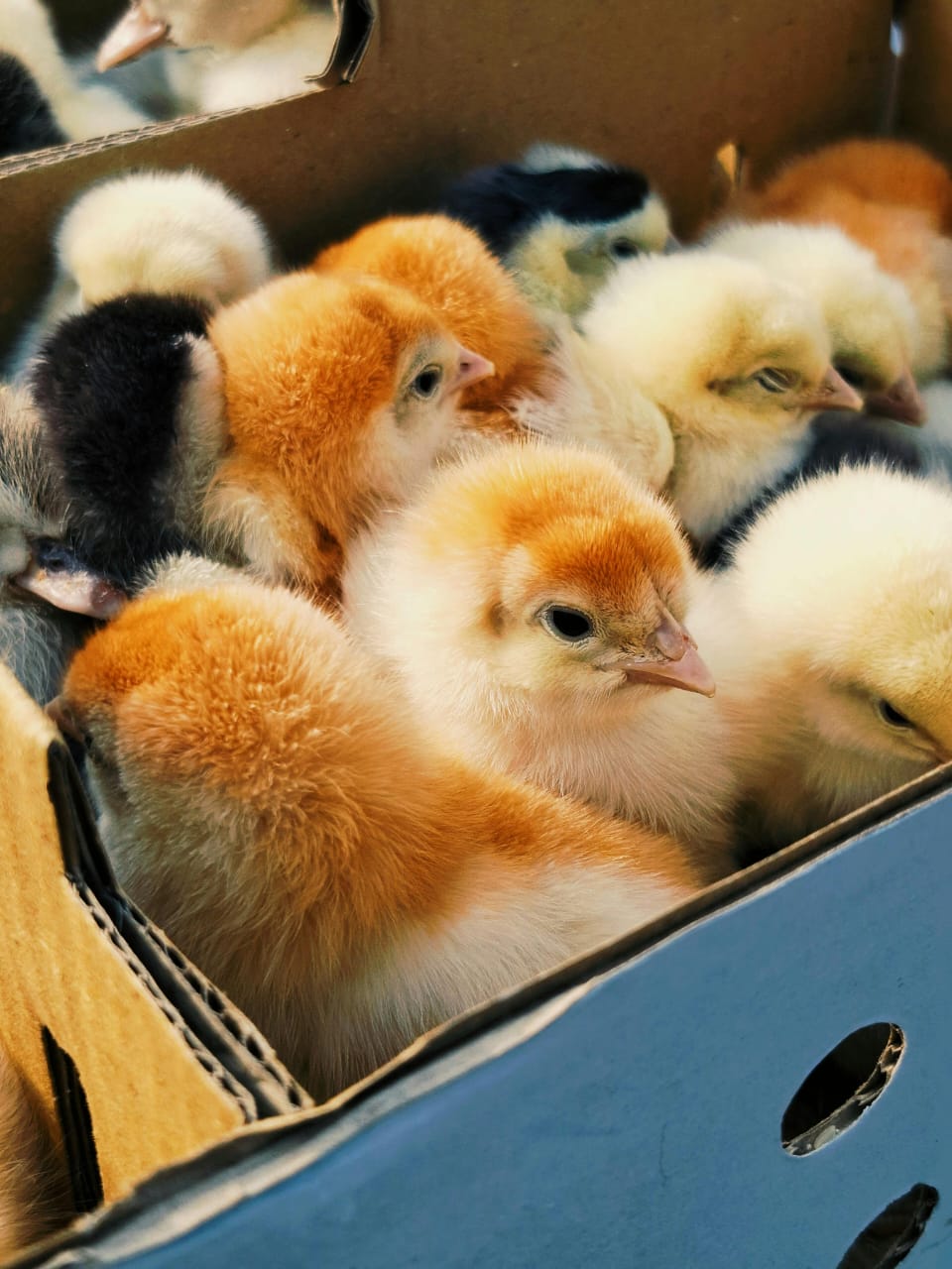 Fast Growing Meat Birds